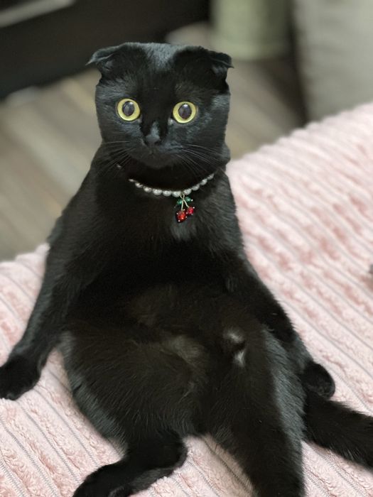 Кошка Шотландская вислоухая