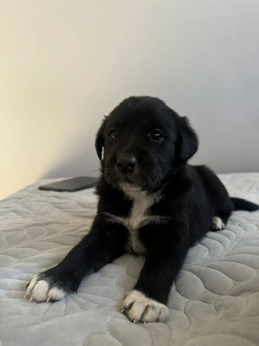 Отдам щенков в хорошие руки