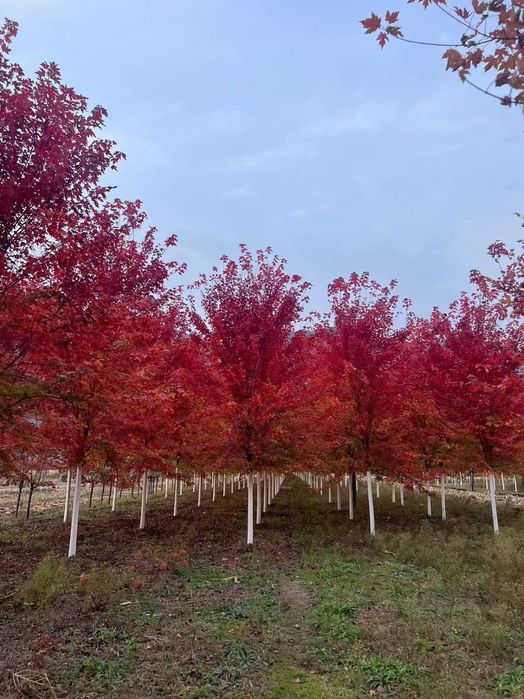 Клён  краснолисный, Канадский.