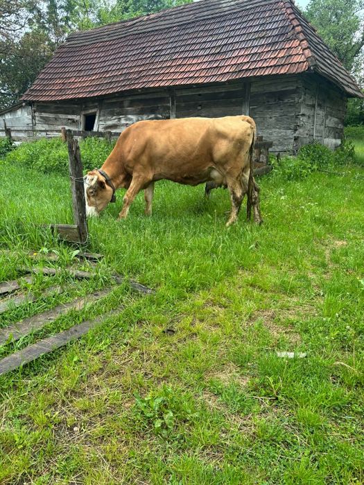 Vand vaca si juninca