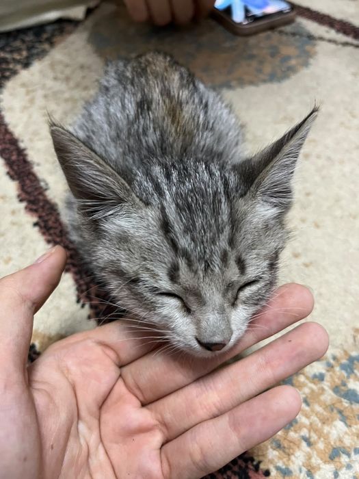 милый котенок девочка