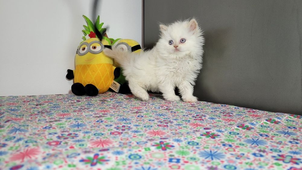 British Longhair red point  femela.