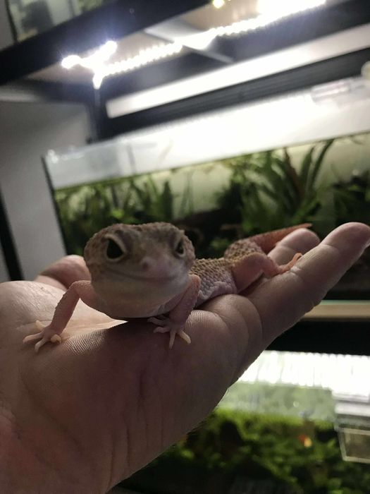 Femela Geko leopard