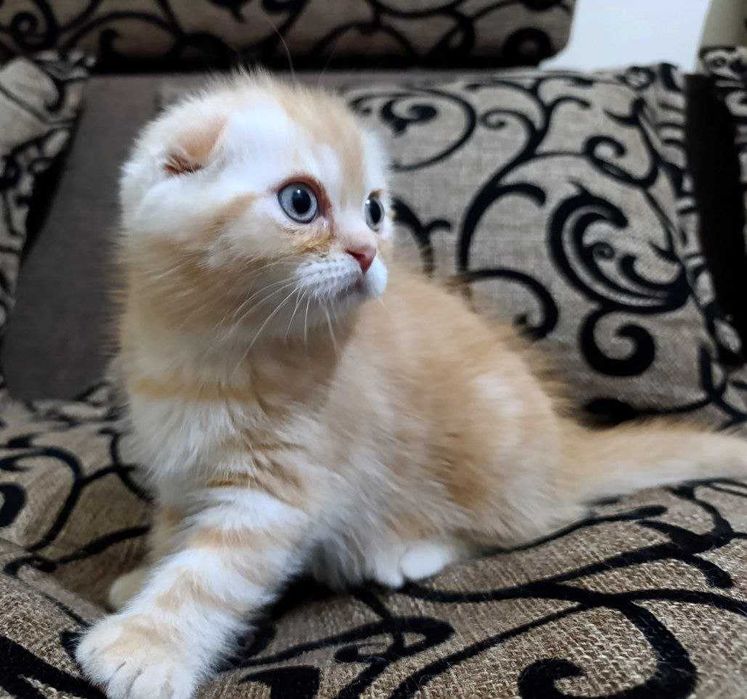 Продаются котятки