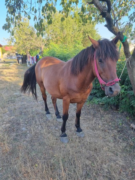 Vând cal vârstă 10 ani