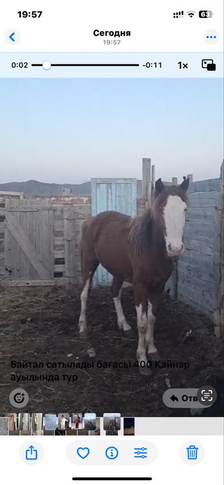 Байтал сатамын , лошадь продам