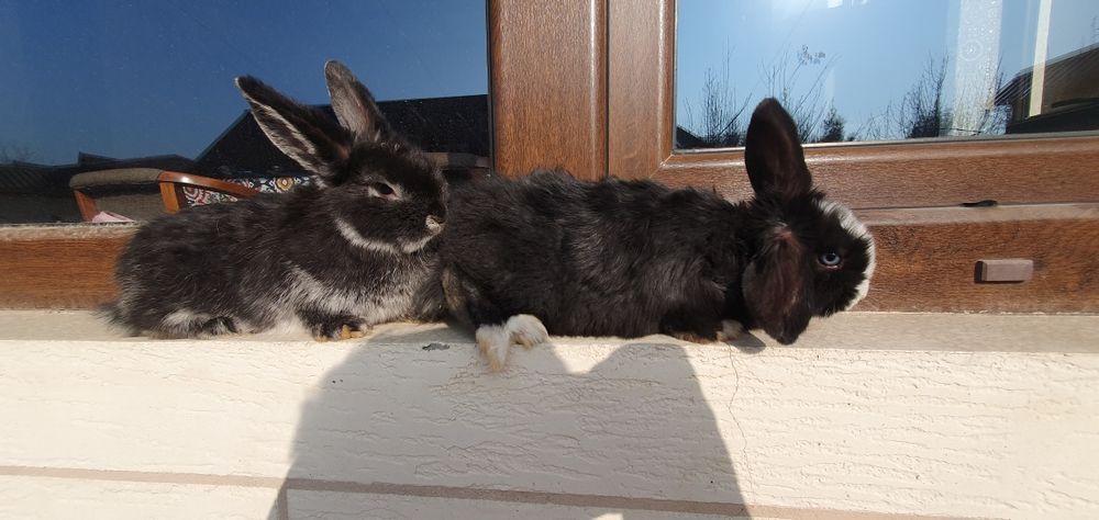 Karlik baran/ карликовые кролики