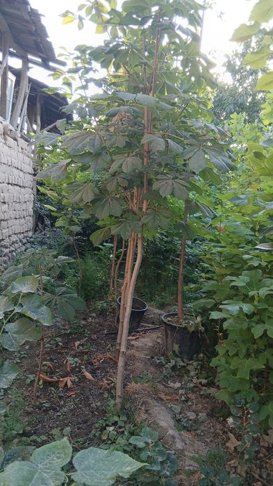 Слива писсарди чинар