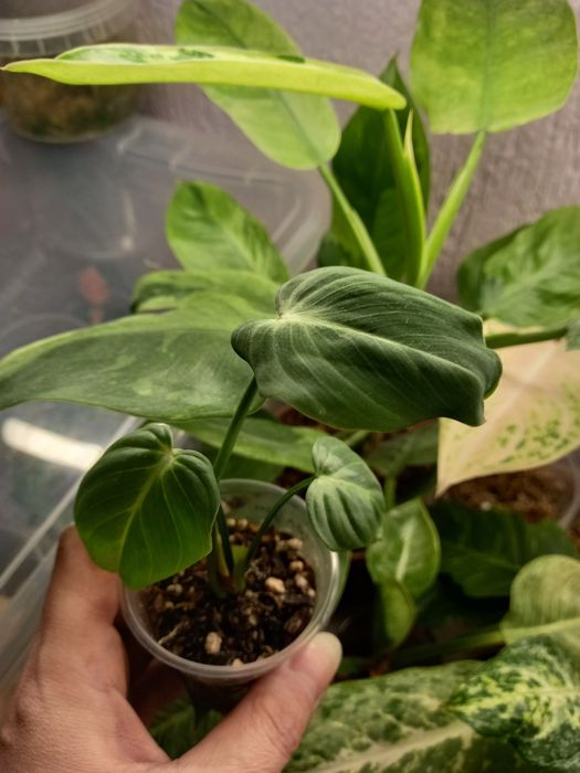 Филодендрон, растения, цветы