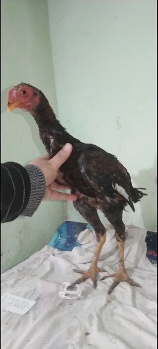 Дакан Жожалар Сотилади!