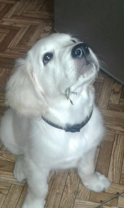 Щенки голден ретривера