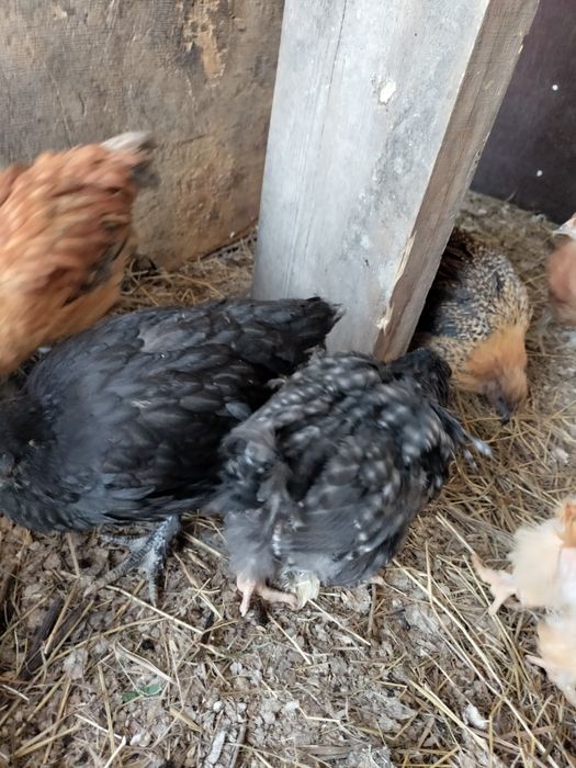 Цыплята,кохинхин/родонит