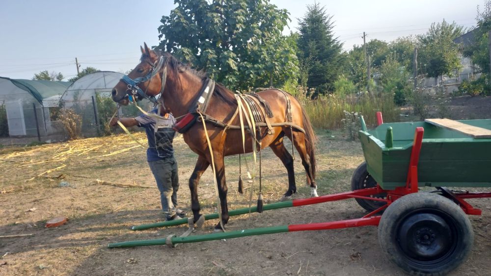 Vând sau schimb armasar învățat la căruță și călarie