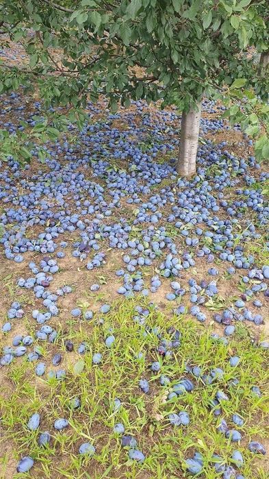 Vand prune de tuica