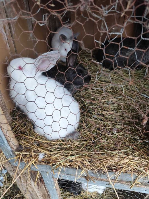 Iepurași de vanzare