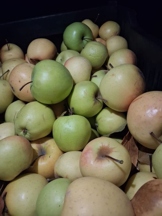 Яблоки второго сорта