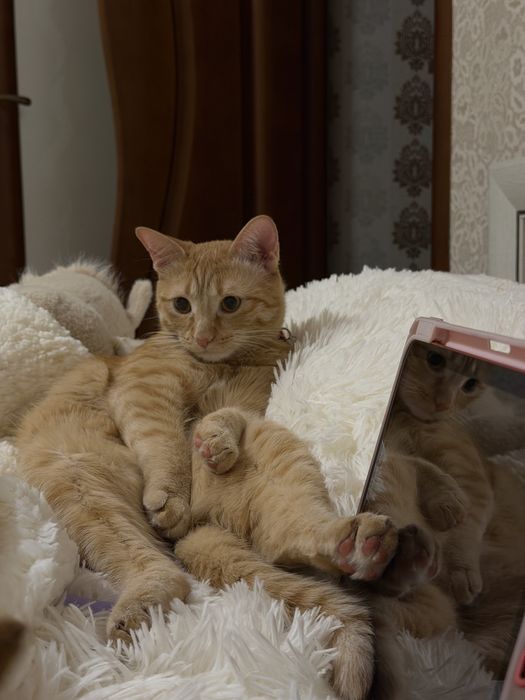 Отдам кота рыжего