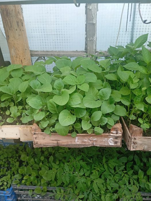 Продам рассаду, закалённая