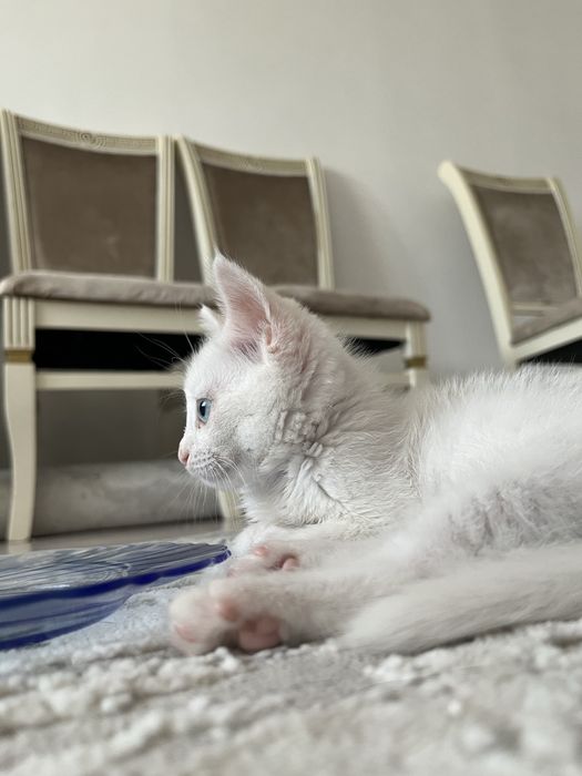 Котёнок, кошка Тараз