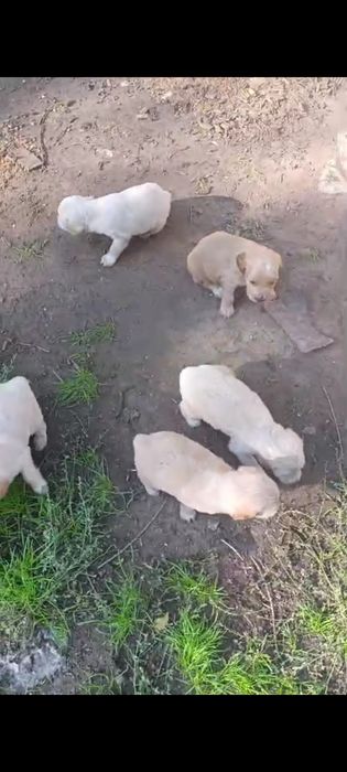 Отдам спаниели в хорошие добрые руки