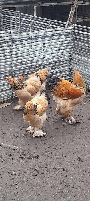 ‼️‼️Oua Brahma pentru incubat‼️‼️