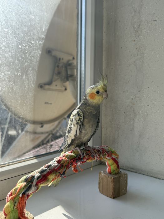 Продам попугаев , можно с клеткой можно без