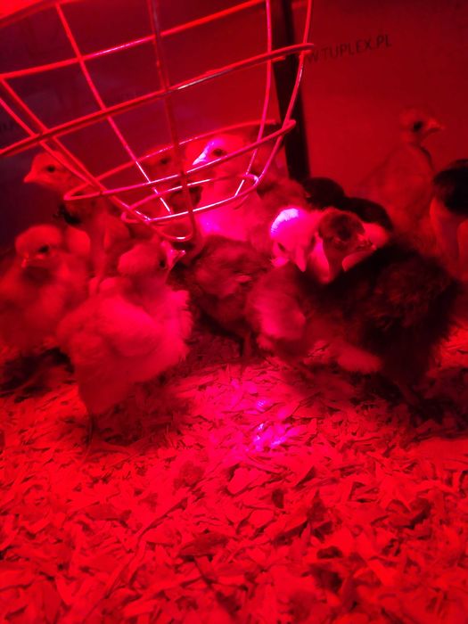 Ouă pentru incubat Gat Golas De Transilvania