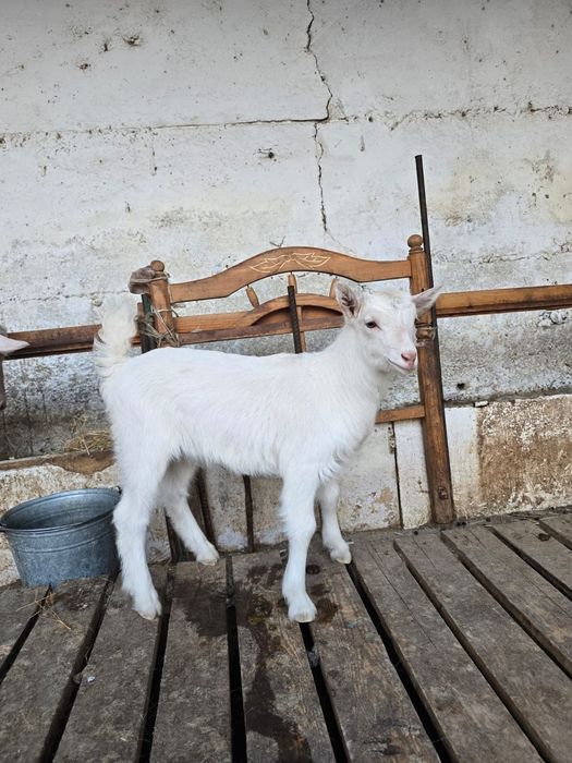 Ұрғашы лақ козленок козлята лак