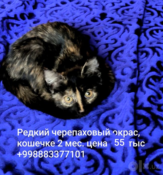 Кошка с редким окрасом