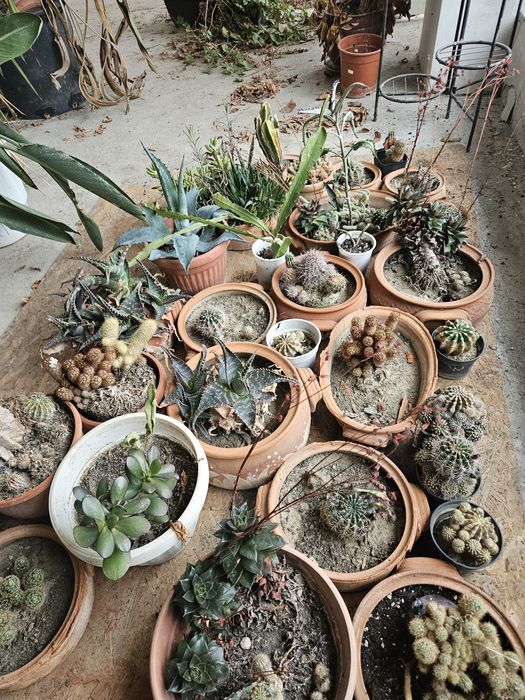 Различни кактуси по 5лв бройка