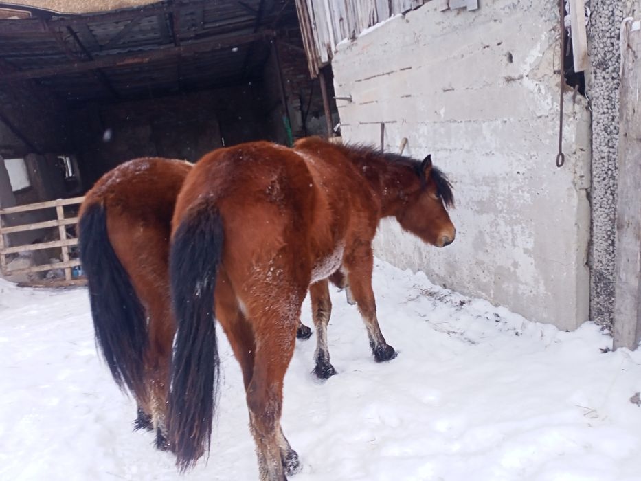 Продам тайлар согым