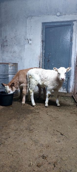 Сиыр: Симментальской , ак бас. Бұзаулары ұрғашы 
Про