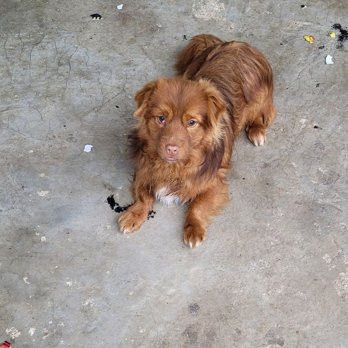 Donez căței pechinez