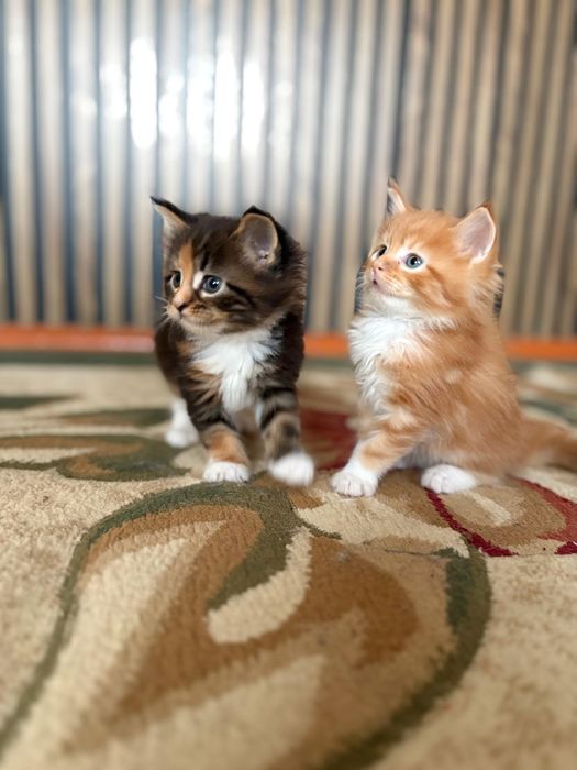 Мейн Кун котенок