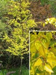 Puiet mesteacan Mesteacan cu frunza verde purpurie galbena