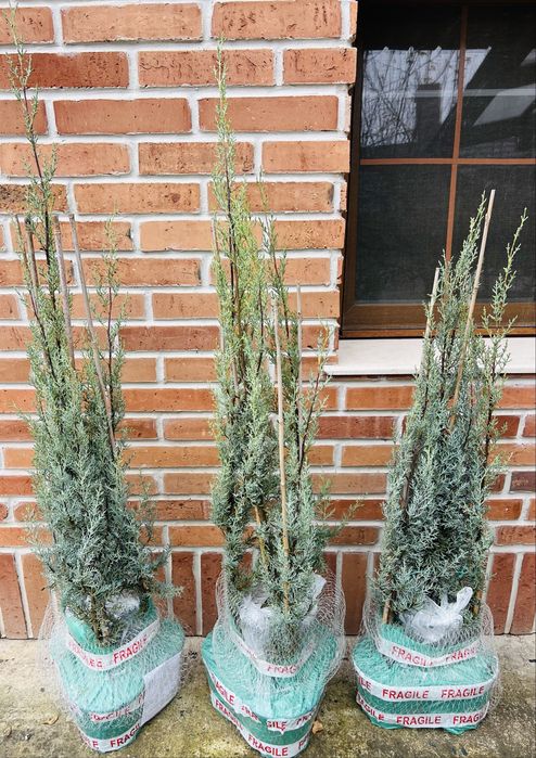 Chiparos de arizona, gard viu sau solitar