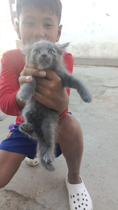 Бесплатно. Котята в добрые руки