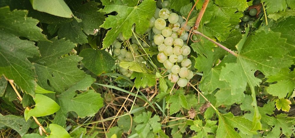 Struguri pentru vin