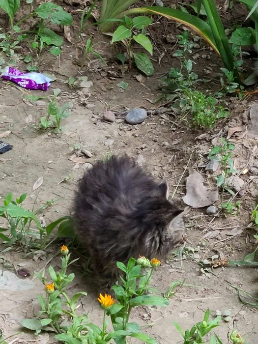 Маленький котёнок