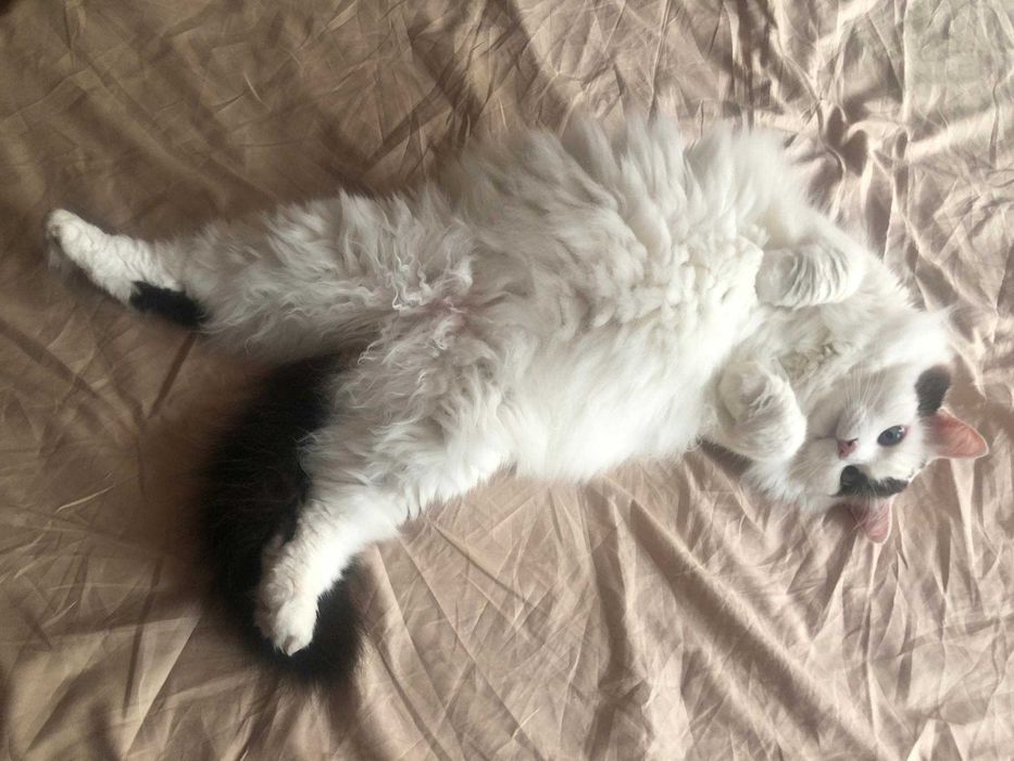 Временен дом за вашата котка