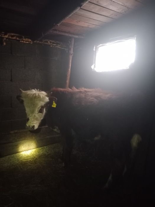 Продам бычки упитанные