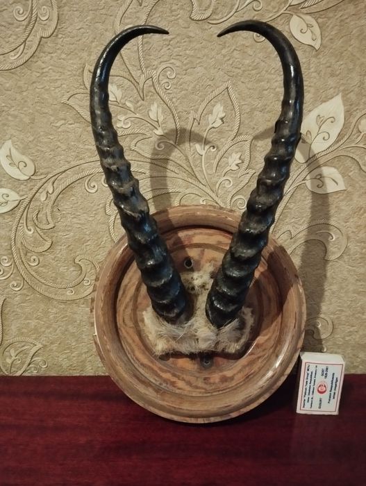 Продается сувенир- рога джейрана натуральные, сделаны в СССР