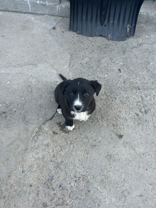 Щенки, смесь Алабая