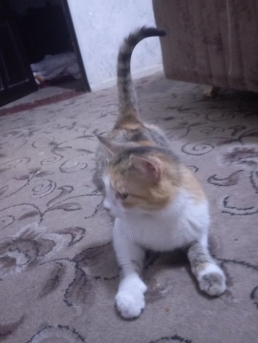 Xadyga omad mushugi qiz