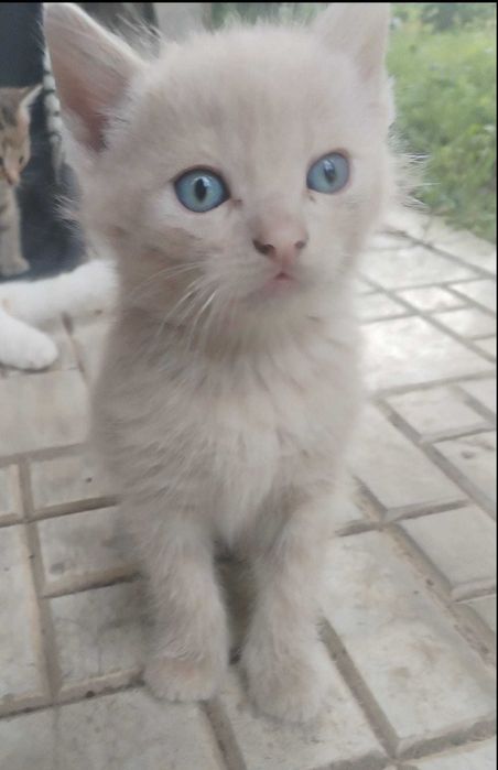Donez pui de pisica cuminti si foarte frumosi