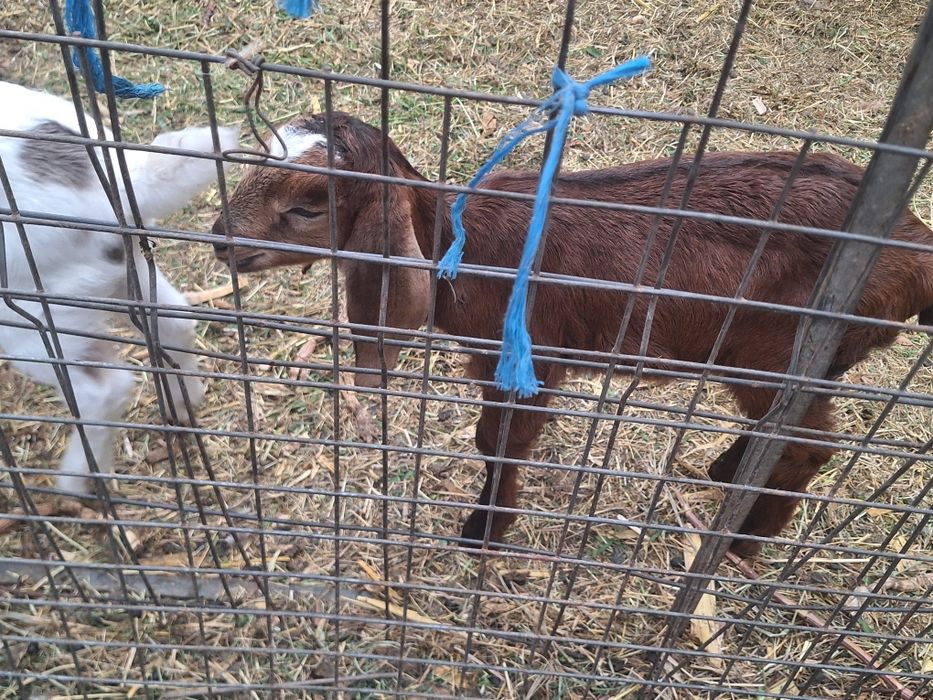 Vind iedut angol nubien femele