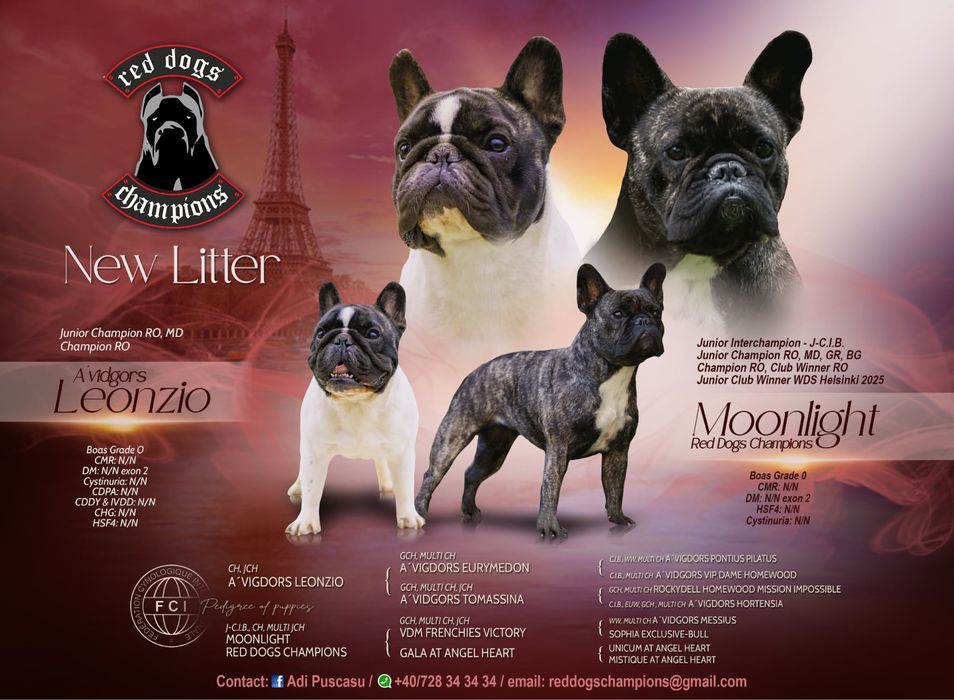 Pui Bulldog francez cu pedigree