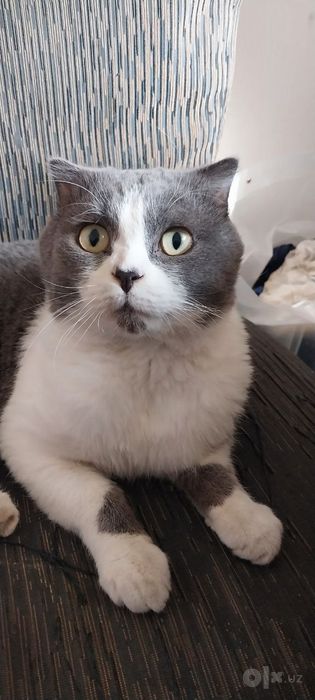 Mushuk zotdor erkak