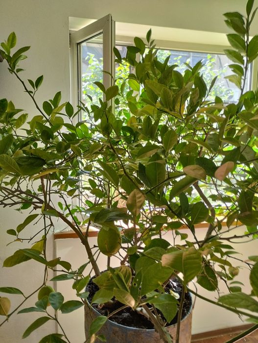 Плодоносящий лимон