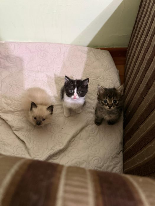 Котята в добрые руки